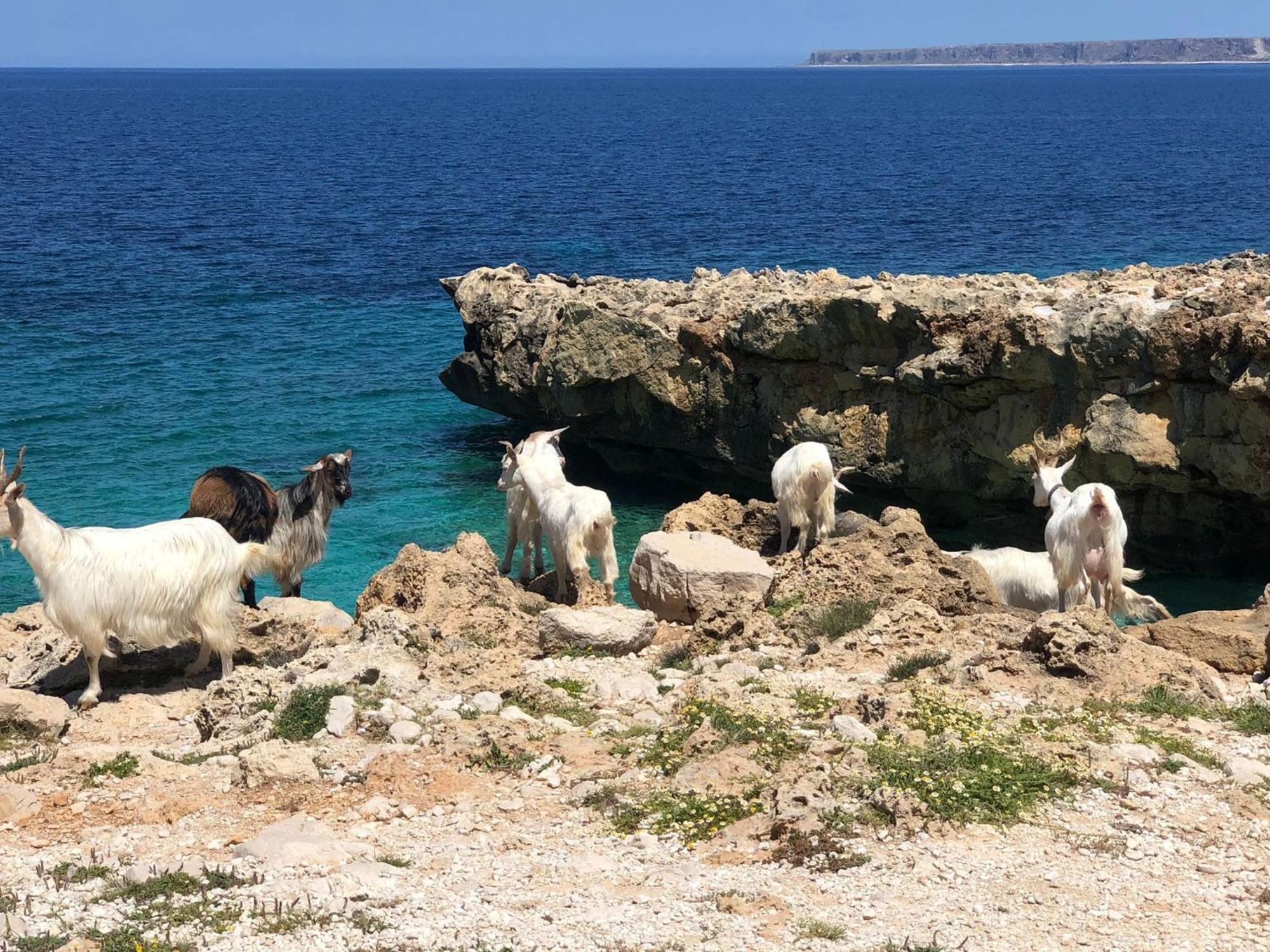 L'Oasi Una Pineta Sul Mare Кустоначі Екстер'єр фото